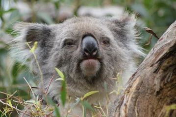 Raamstickers koala in de boom © Maximilian