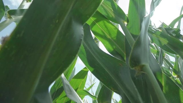 corn silage harvest. corn fourage harvester in action. harvest truck with tractor. Harvest of juicy corn silage by combine harvester 