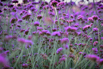 Tender field with bright lilac flowers