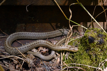 Smooth snake (Coronella austriaca) basking on the track of a disused railway line - Schlingnatter...