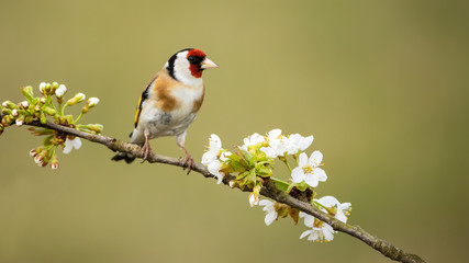 European goldfinch, carduelis carduelis, male perched on twig with flourishing flowers in spring...