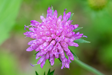 pincushion flower