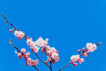 Pink Cherry blossom branch in bloom against blue sky. Spring concept. Copy space, selective focus
