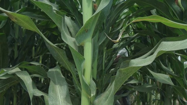 corn silage. Corn Maize Agriculture Nature Field.  corn silage