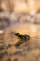 fire salamander, salamandra salamandra, standing in water sunlit by morning light. Black amphibian with yellow spots resting in stream in vertical composition with copy space.