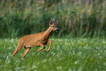 Naklejka na ściany i meble roe deer, capreolus capreolus, buck running fast on meadow with green grass and flowers in summer nature. Wild animal sprinting and jumping in wilderness from side view.