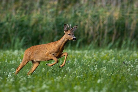 roe deer, capreolus capreolus, buck running fast on meadow with green grass and flowers in summer nature. Wild animal sprinting and jumping in wilderness from side view.