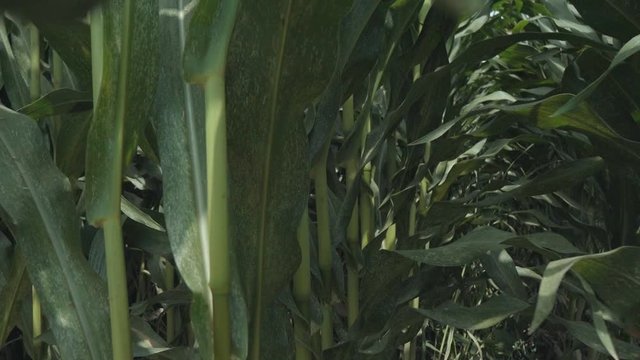 corn silage. Corn Maize Agriculture Nature Field.  corn silage