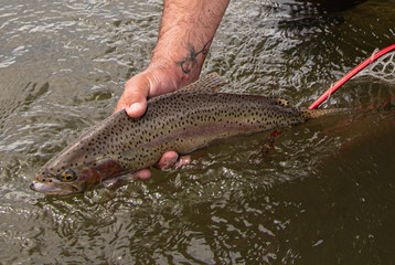 A Rainbow trout being released back into the river.