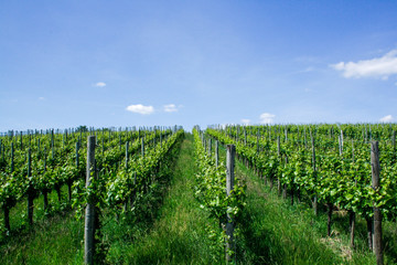 Fototapeta na wymiar vineyard in france in summer, vineyard with blue sky 