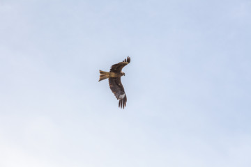 Falcon flies in the sky over steppes of Mongolia. Altai