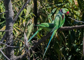 green winged macaw