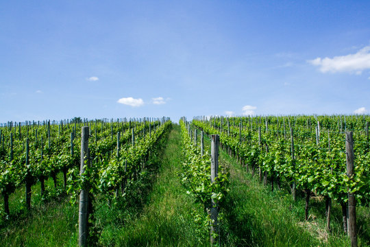 vineyard in france in summer, vineyard with blue sky 