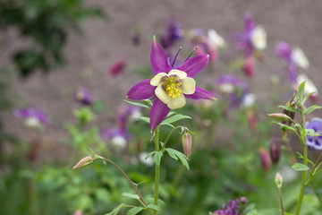 Columbine, Aquilegia Songbird Nightingale - delicate spring flower. Lilac-white flower blooms in the garden