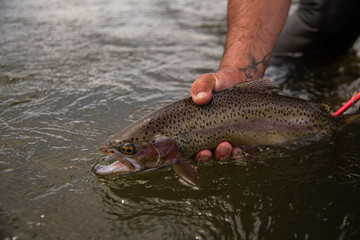 A wild rainbow trout being release back into the river.