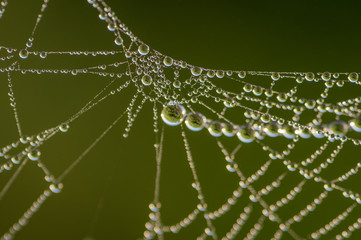 Closeup of beautiful lace of spider web covered by morning dew drops against blurry green background 
