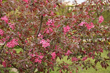 Ornamental apple tree blooming with beautiful red flowers in spring in the garden