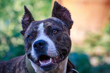 black dog's mouth close-up