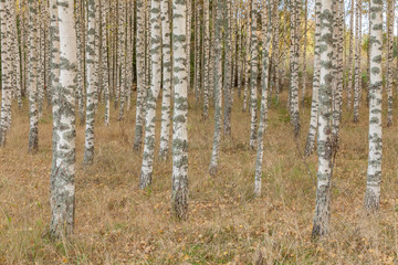 Birch trees with fresh green leaves in autumn. Sweden, selective focus