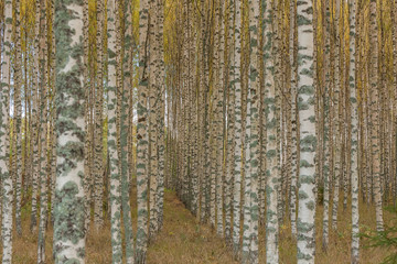 Fototapeta premium Birch trees with fresh green leaves in autumn. Sweden, selective focus