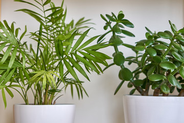 Indoor green plants in white pots in a stylish apartment.Flower arrangement. Dried flowers and cacti. Comfort and decor with flowers.