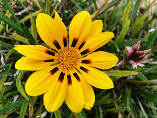 Close-up of variegated, yellow flower Gazania rigens.