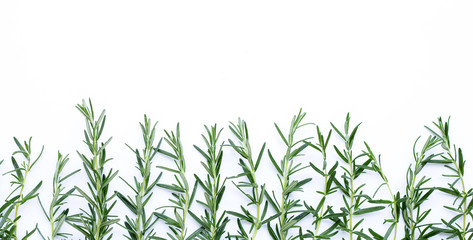 Rosemarry leaves on white background.