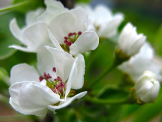 plum tree blooms in spring with white romantic flowers
