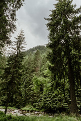 Fototapeta premium Misty beech forest on the mountain slope in a nature reserve.