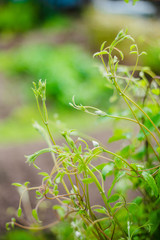 Gardening in the country. A climbing plant in the foreground, in the background greens in defocus.