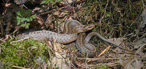 Schlingnatter (Coronella austriaca) - Smooth snake