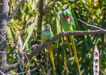 red winged blackbird