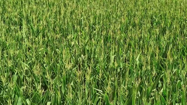 corn silage. Corn Maize Agriculture Nature Field.  corn silage