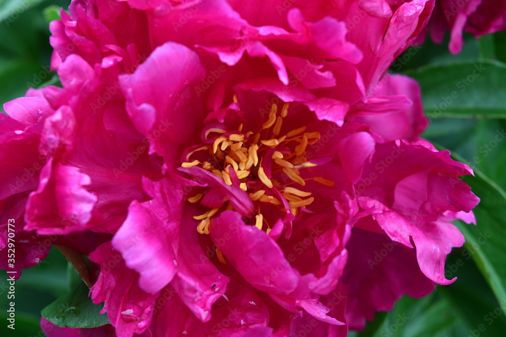 Sticker peony bloom