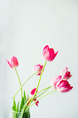 Fresh branche of tulips in a glass vase on a light background . Holiday card with flowers. Spring plants with drops of morning dew. Wallpaper for desktop.