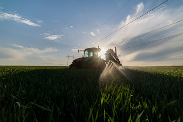 Fototapeta premium Tractor spraying wheat in field