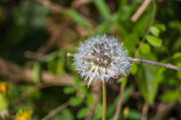 thistle flower in spring