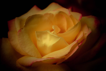 geöffnete gelbe Rosenblätter