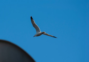 seagull flying in the sky