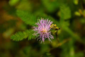 Caterpillar on thistle