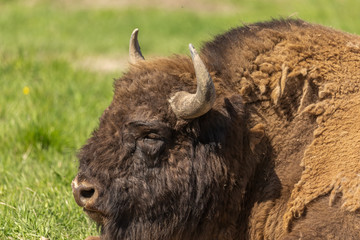 Portrait of a huge buffalo lie on the grass, resting after a hearty lunch