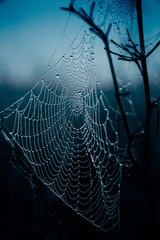 The Web