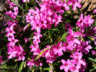 Pink flowers of Oxalis on a spring day.
