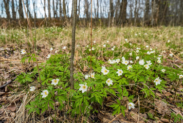 The first flowers of anemone in the forest in a clearing.
