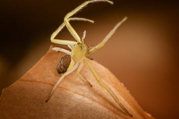 Hands up! A little yellow bold spider. The detailed macro image of a bold white Clubiona sac spider with brown abdomen on the onion skin