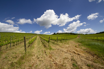 Fototapeta na wymiar panorama of a vineyard taken in the province of Florence, Tuscany, Italy