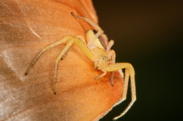 A little yellow bold spider. The detailed macro image of a bold white Clubiona sac spider with brown abdomen on the onion skin