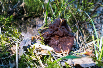 The Morel mushroom grows in the forest on moss.