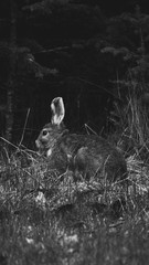 Wild Forest rabbits