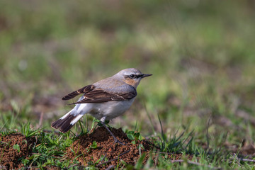 Northern Wheatear (Oenanthe oenanthe) wildlife habitat bird.
